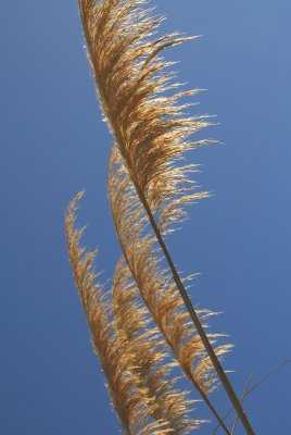 1184.JPG