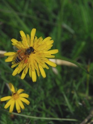 Bumble Bee 1037.JPG