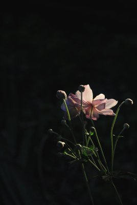 roadside flower at sunset 1001.JPG