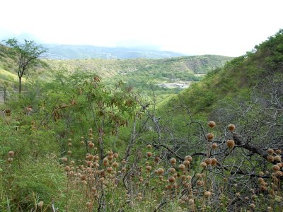 Diamond head crater DSC_0213.JPG