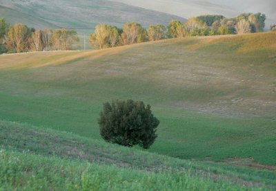 gentle hills of Tuscany DSC_0276.JPG