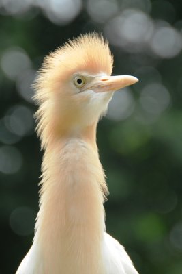 egret and peacock