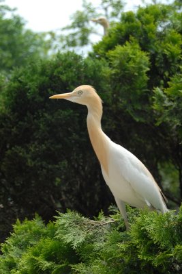 DSC_0963.JPG