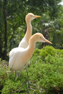 DSC_0966.JPG