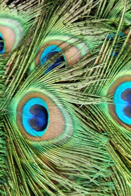 colourful 'eyes'DSC_0968.JPG