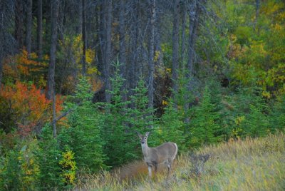 whiite tailed mule deer in Rockies DSC_0513.JPG