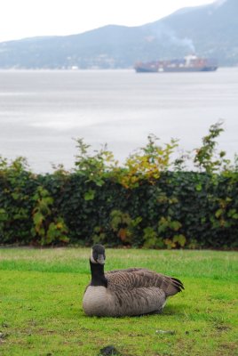 goose at Stanley Park, Vancouver DSC_0128.JPG