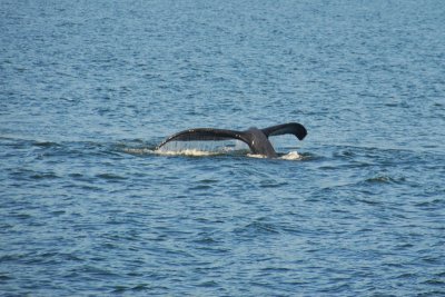 Alaska whales