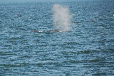Whale's blow DSC_0718.JPG