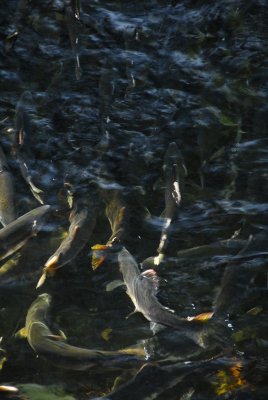 salmons travel up the river DSC_0863.JPG