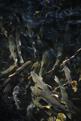 spawning salmon in Ketchikan DSC_0866.JPG