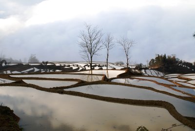 Yuanyang Terraced Fields 