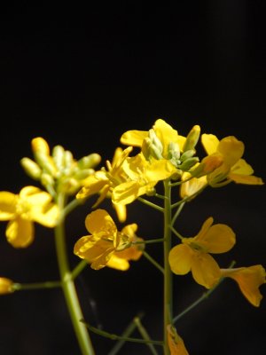  Luoping  Flower Sea  ù