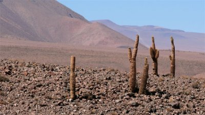 Chile_1387.jpg