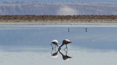 Chile_0201.jpg