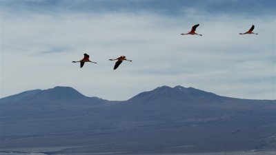 Chile_0348.jpg