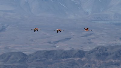 Chile_0375.jpg