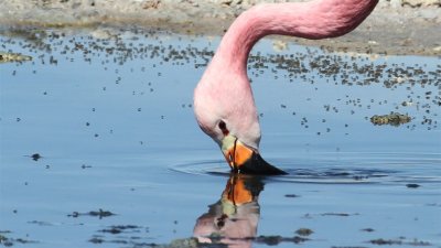 Flamencos en Atacama / Atacama Flamingos