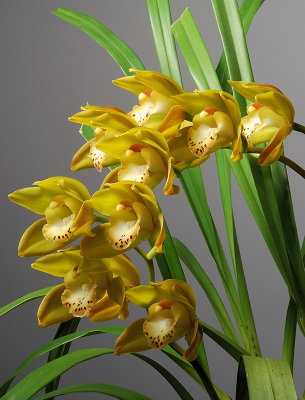 Cymbidium  mem. 'Connie Villalobos'   04/09