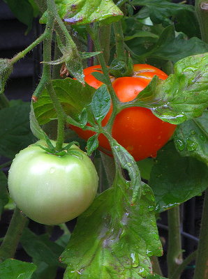 Jack's Tomatoes   2009