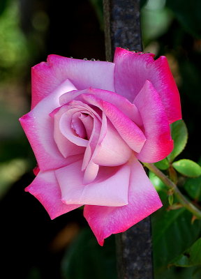 The Pink Rose  2009
