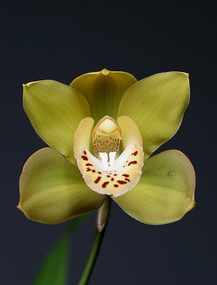 Orchid Was Grown,and Named For My Sister Connie