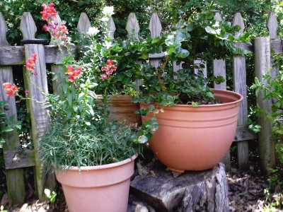 Summer Plants 2008