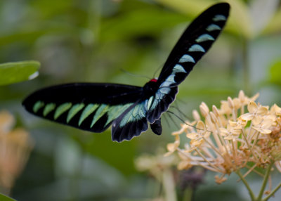 Malaysia Butterfly Park