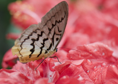 Malaysia Butterfly Park