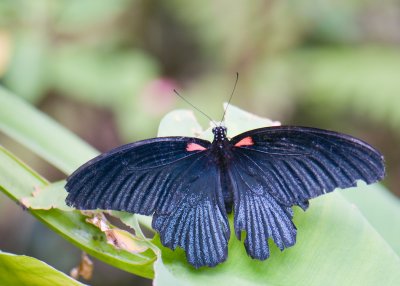 Malaysia Butterfly Park