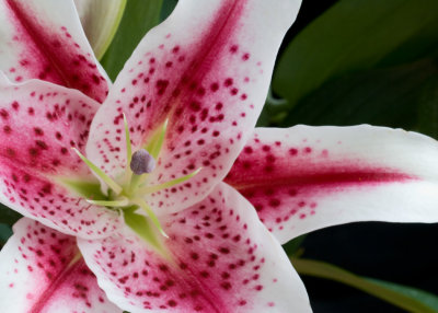 Stargazer Lily