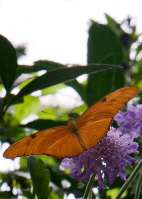Ft Worth Botanical Gardens