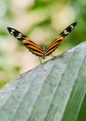 Ft Worth Botanical Gardens