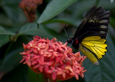 Malaysia Butterfly Park