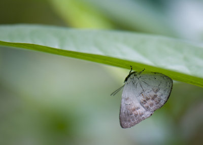 Malaysia Butterfly Park