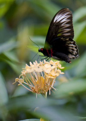 Malaysia Butterfly Park