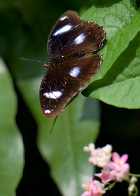 Malaysia Butterfly Park