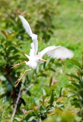 Egret in flight.jpg