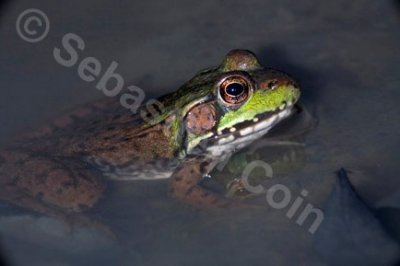 Quebec Frog.jpg