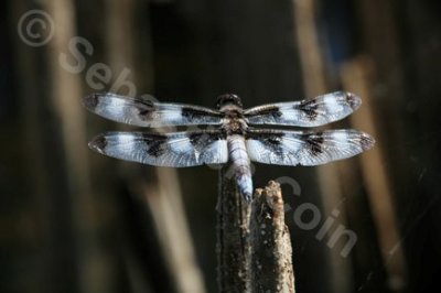 Eight-Spotted Skimmer.jpg