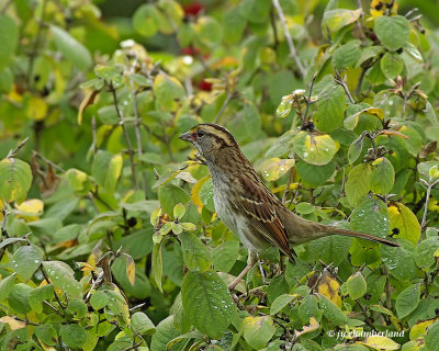 BRUANT A GORGE BLANCHE / WHITE-THROATED SPARROW.
