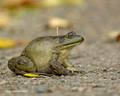 grenouille/ frog