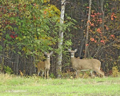 chevreuil / deer.