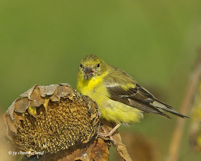 chardonneret jaune/american goldfinch.028.