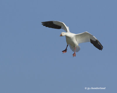 oie des neiges / snow goose.375.