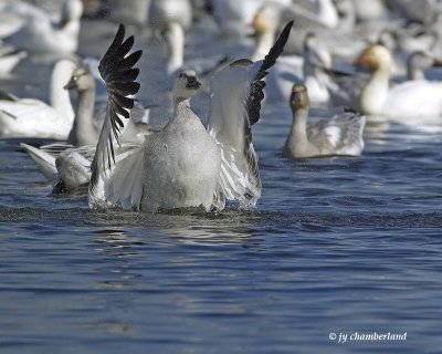 oie des neiges / snow goose.245