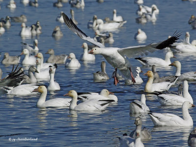 oie des neiges / snow goose.360.