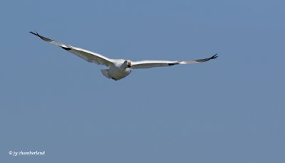 oie des neiges / snow goose.455.