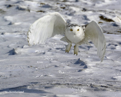 harfang des neiges / snow owl. 018.
