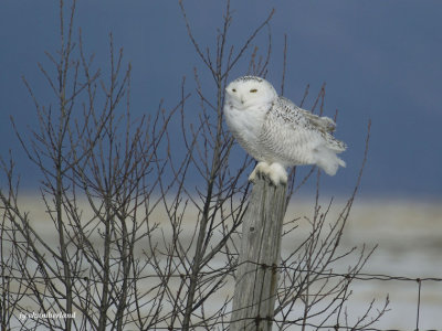 harfang des neiges / snow owl. 104.